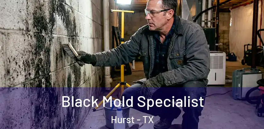 Black Mold Specialist Hurst - TX